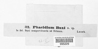 Phacidium buxi image